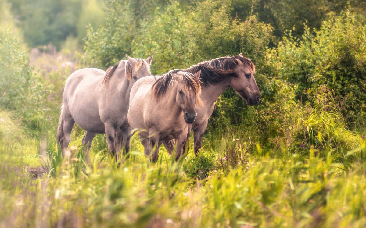 Het mytische Konik paard. (beeld via Twitter)
